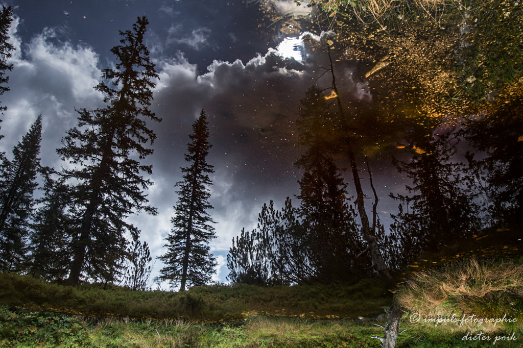 Swampy mirror
