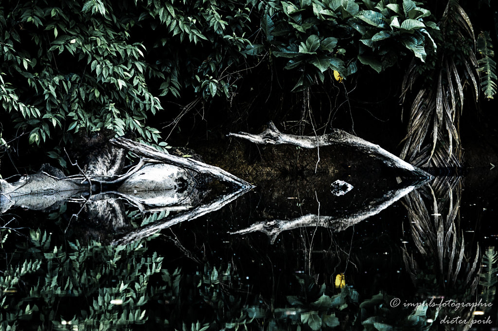 Junglemirror