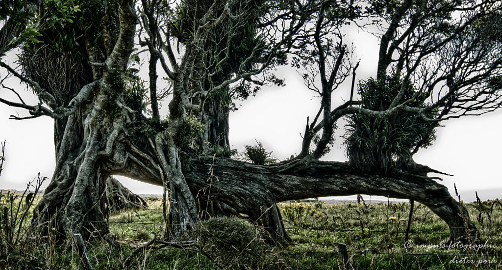 Walking tree