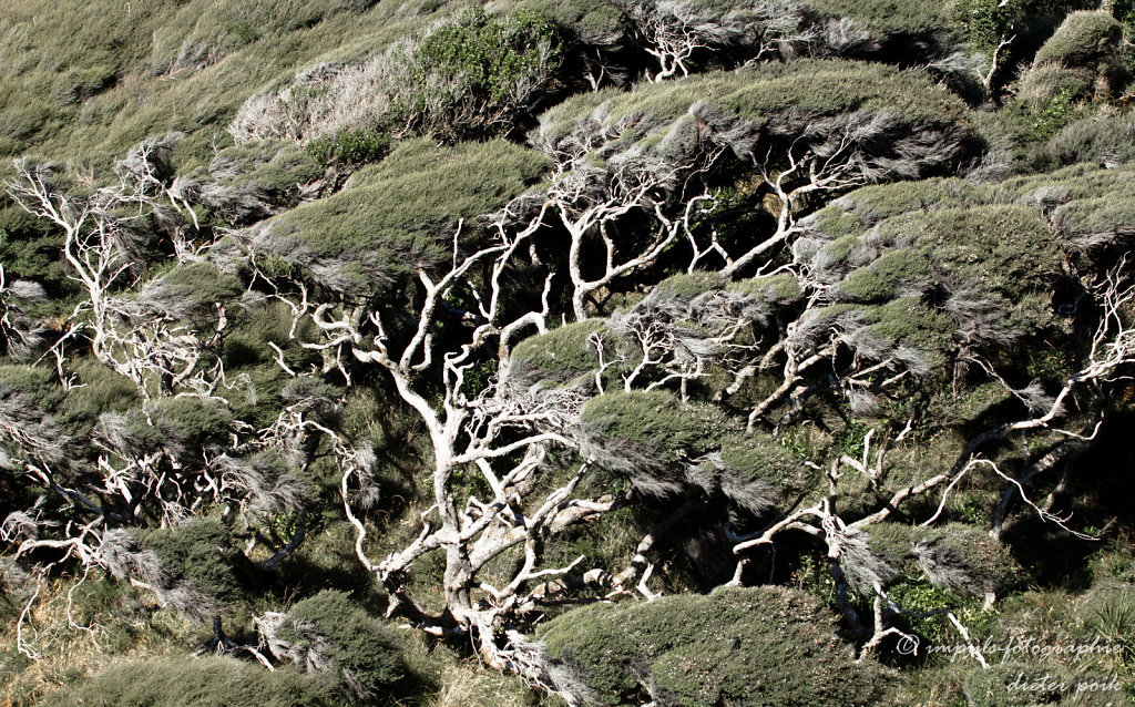 Bushes
