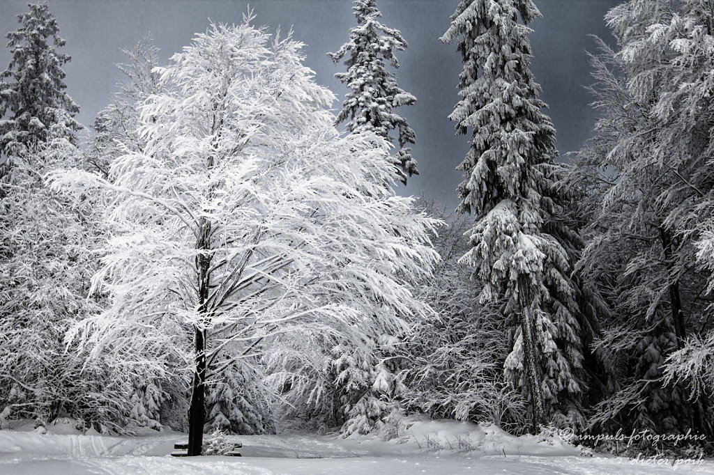 Wintertree