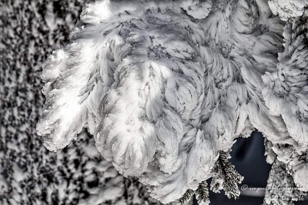 Winterwings