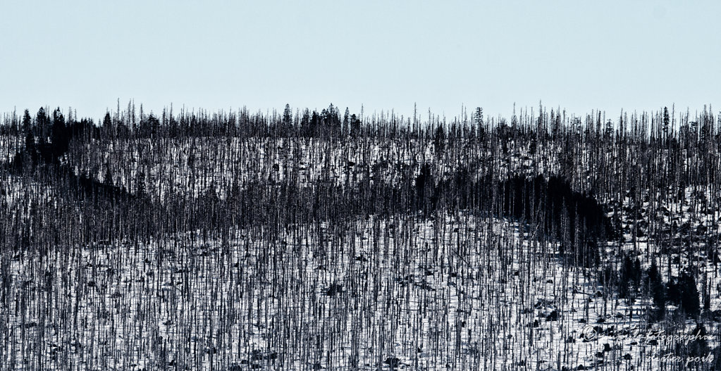 Acidic trees