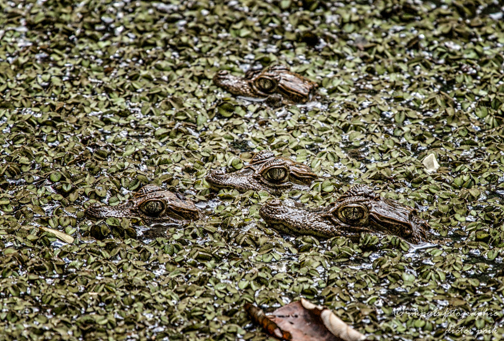 Babycrocodiles