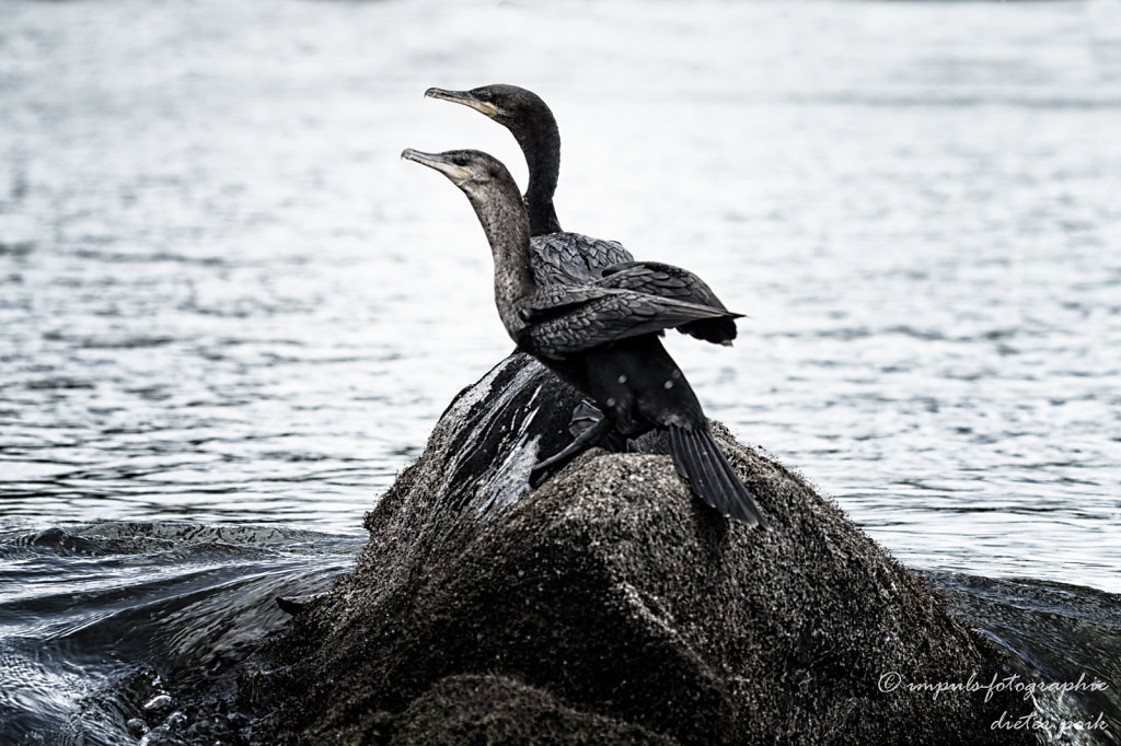 Cormoran couple