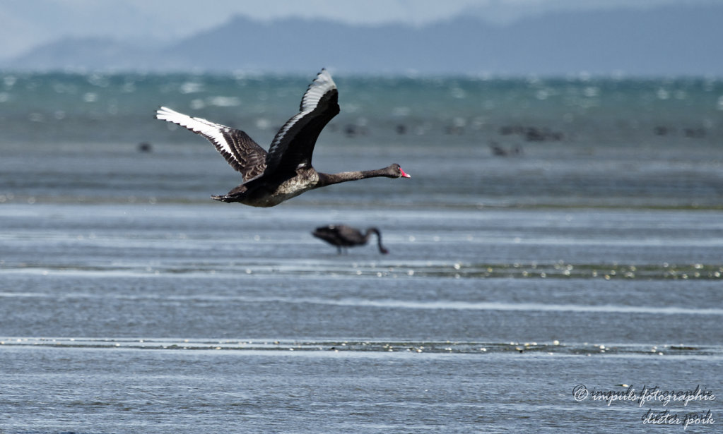 Flying Black swan