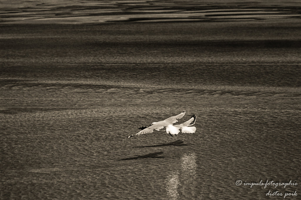 Flying seagulls 1