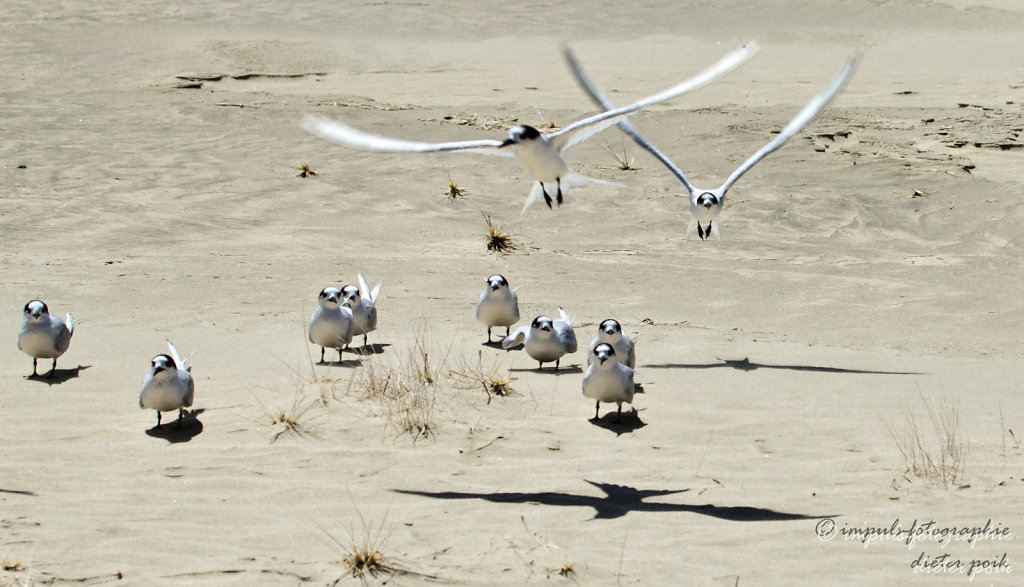 Flock of seaswallows