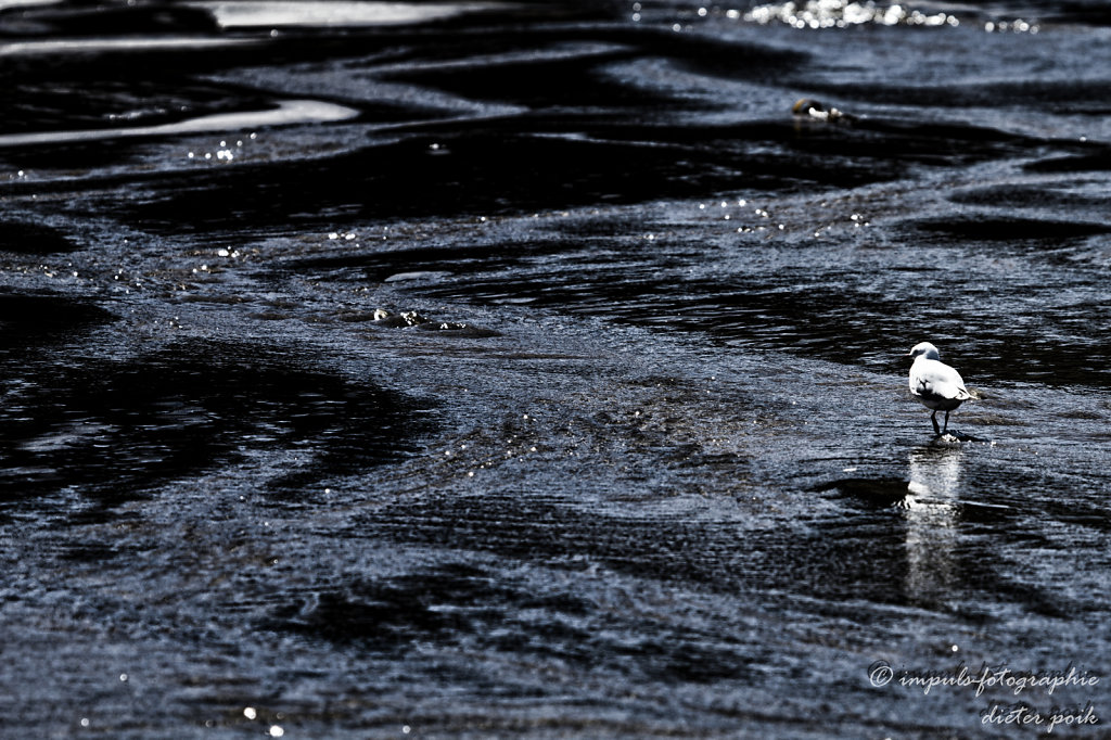 Seagull on the beach