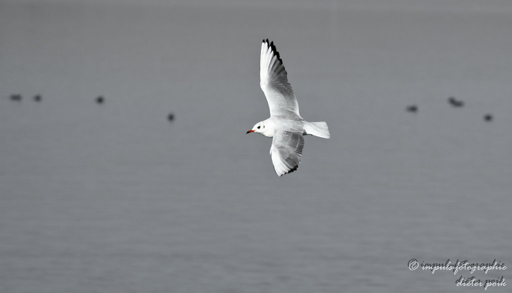 Flying seagull 2