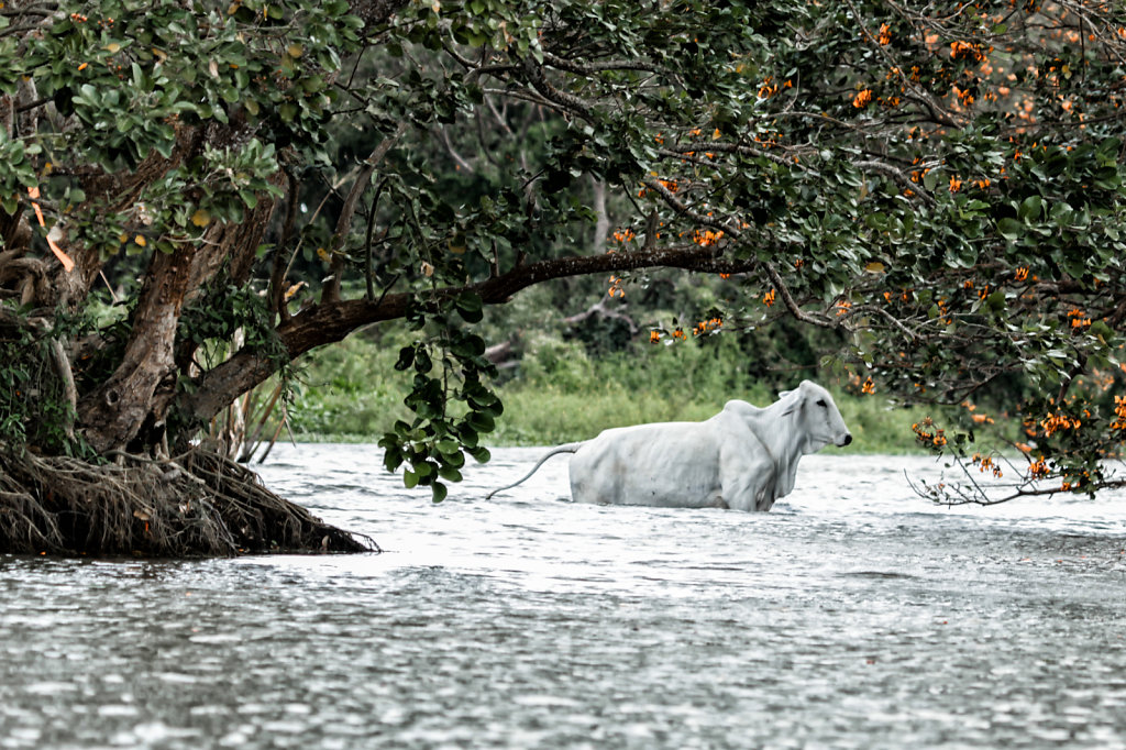 Cow crossing river