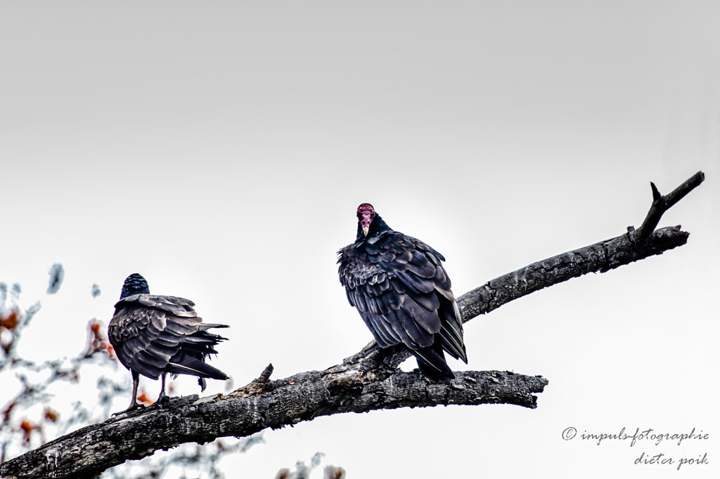 Vultures 1