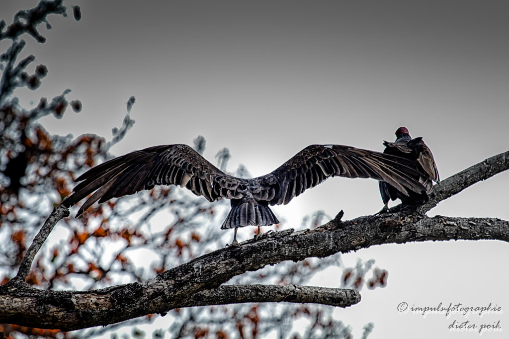 Vultures 2