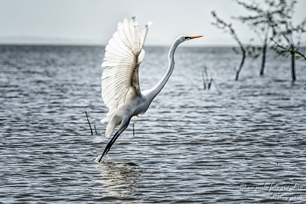 Raising heron