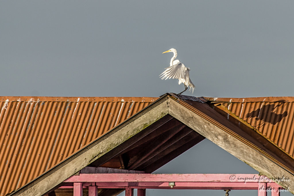 Heron on roof