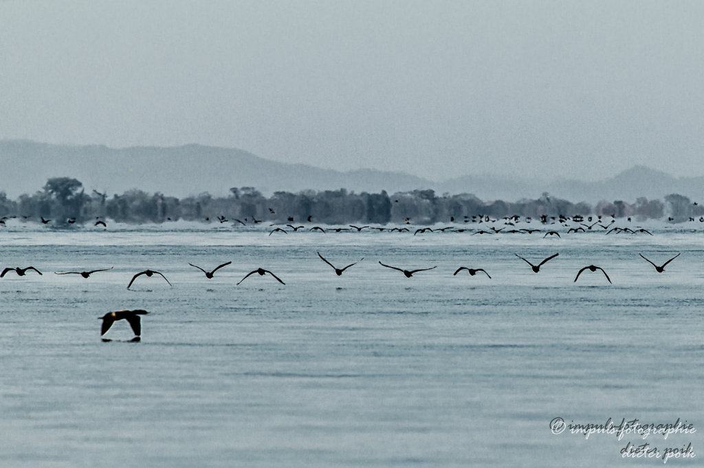 Flock of cormorans