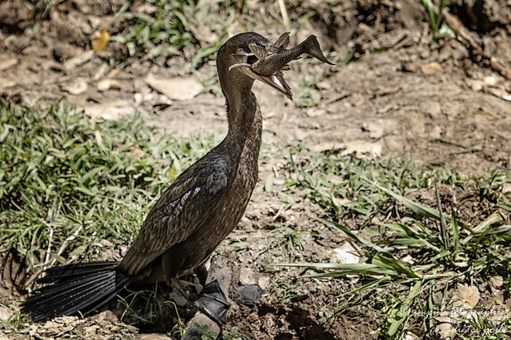 Eating duck