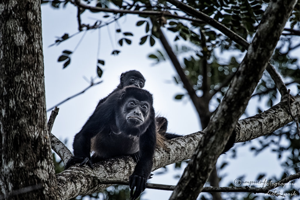 Monkey with baby