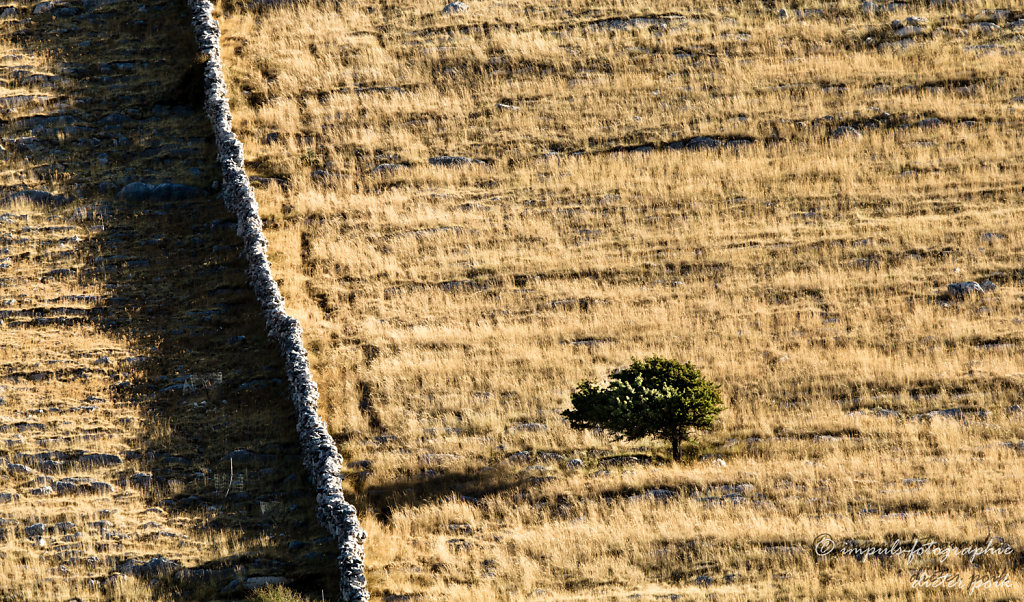 Tree in autmn grass
