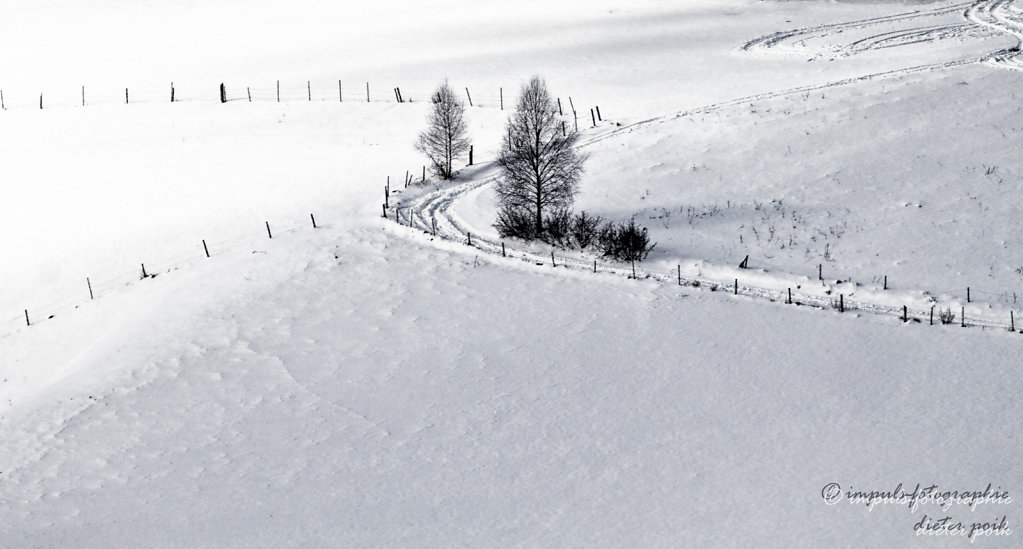Tree on white 2