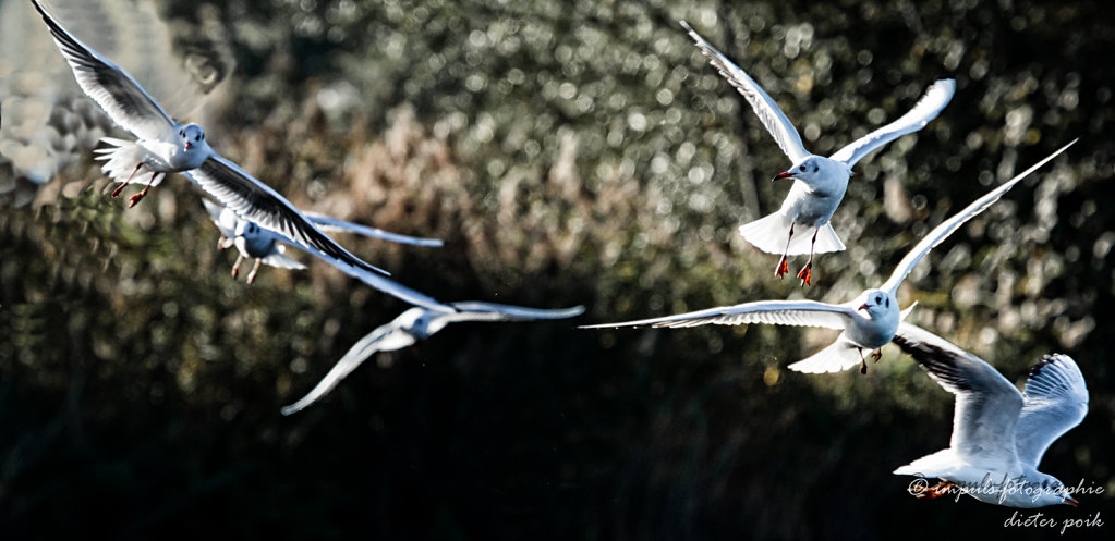 Flying seagulls 3
