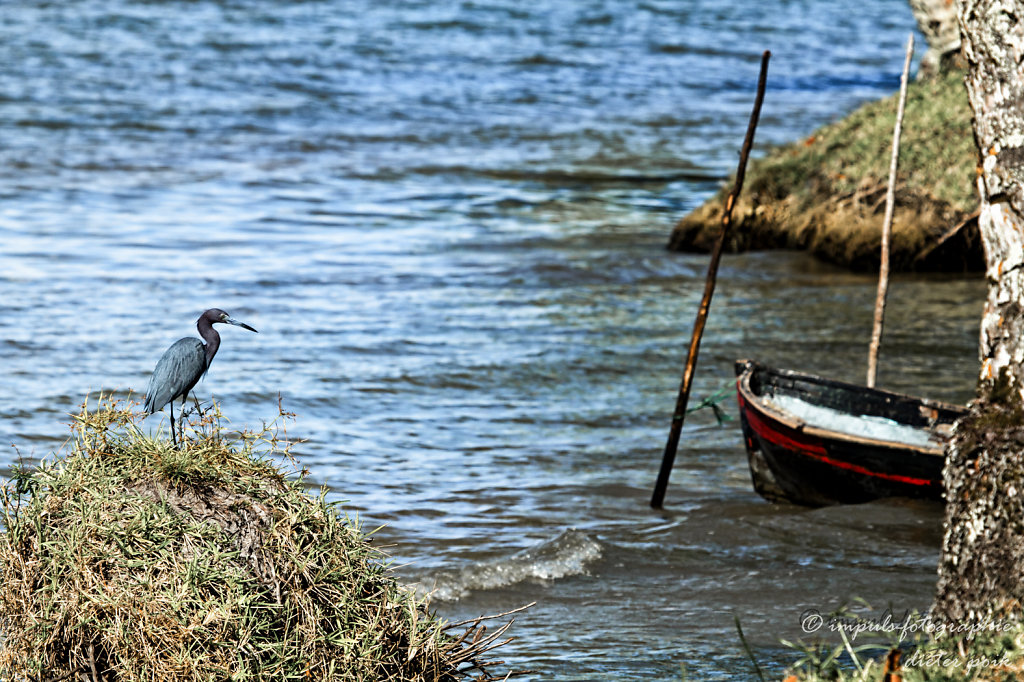 Heron and a boat