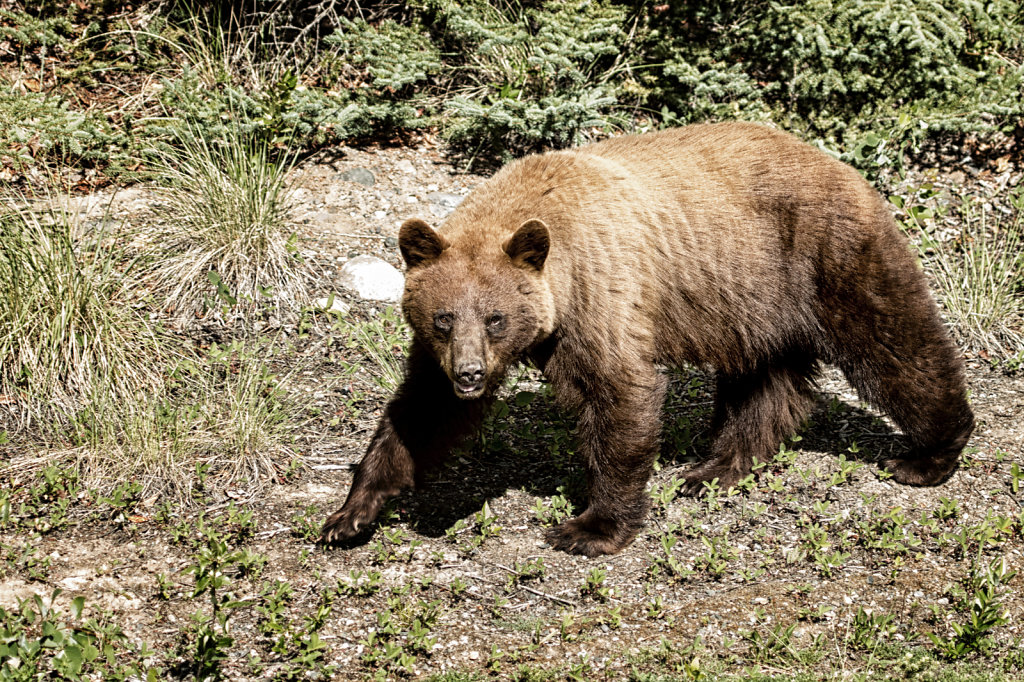 Brownbear