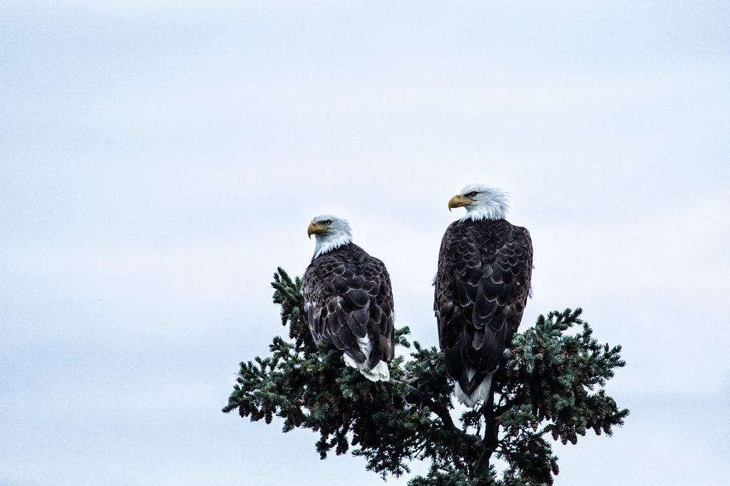 Pair of eagles