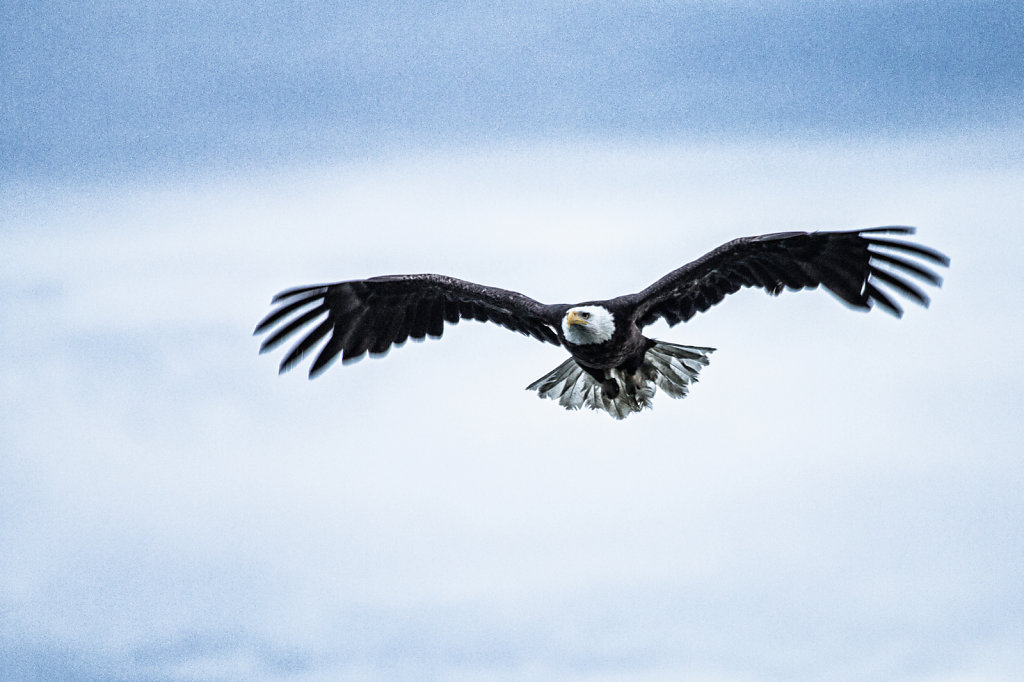 Flying eagle