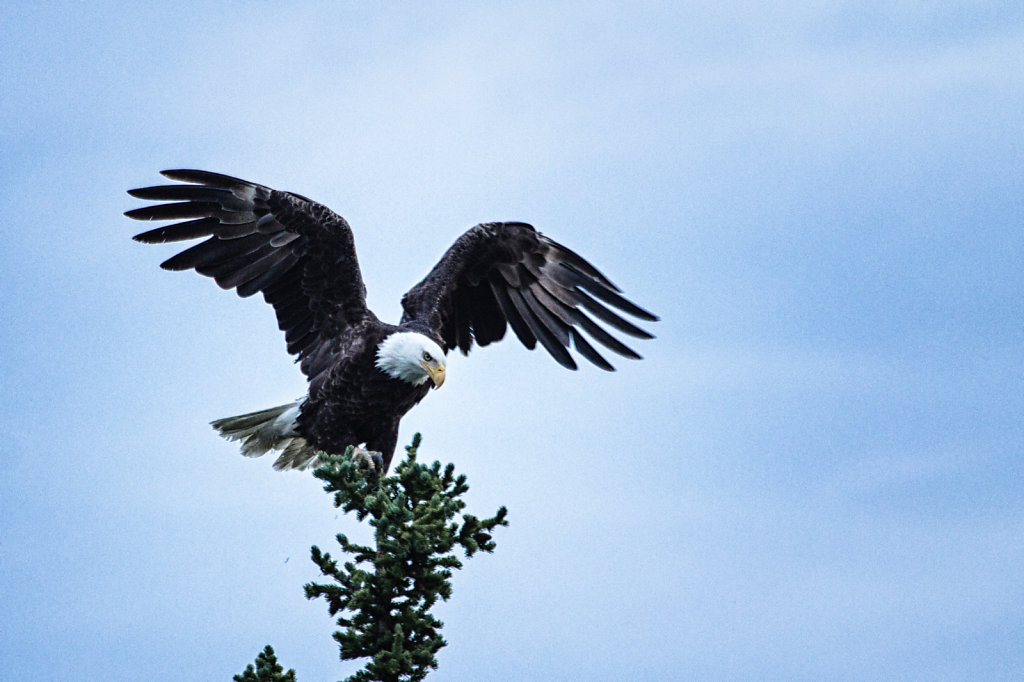 Landing eagle 2