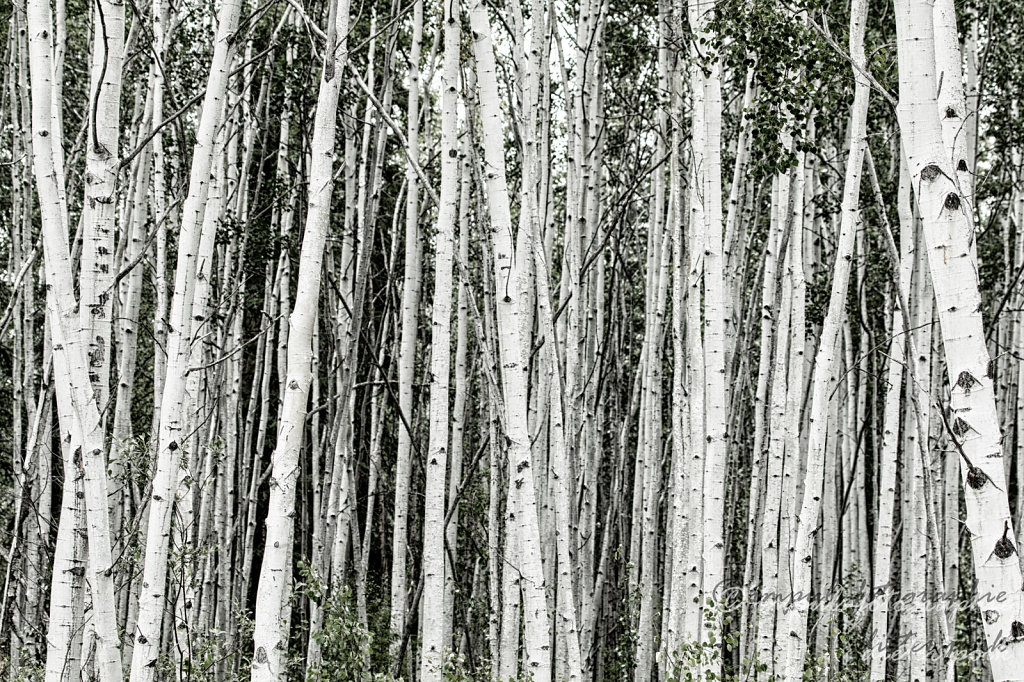 Birches