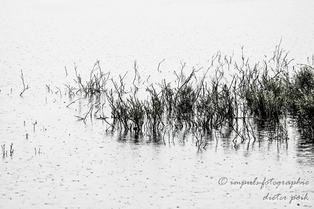 Brush in the water