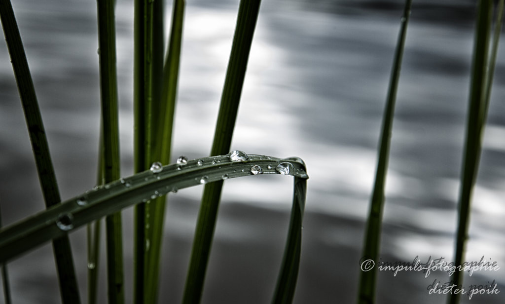 Waterpearls 
